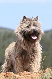 CAIRN TERRIER 205